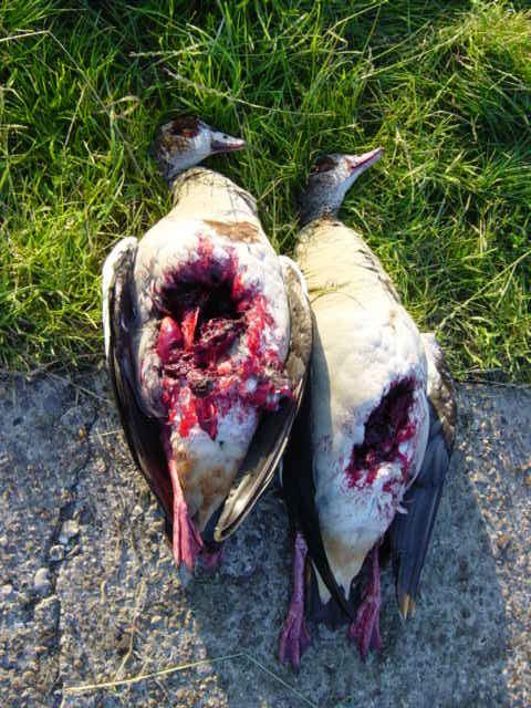 Jäger erschießen jedes Jahr über 1 Million Vögel